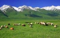 来新疆旅游，选择南疆还是北疆？